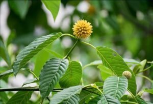 Read more about the article Kratom Experience – How to buy Kratom